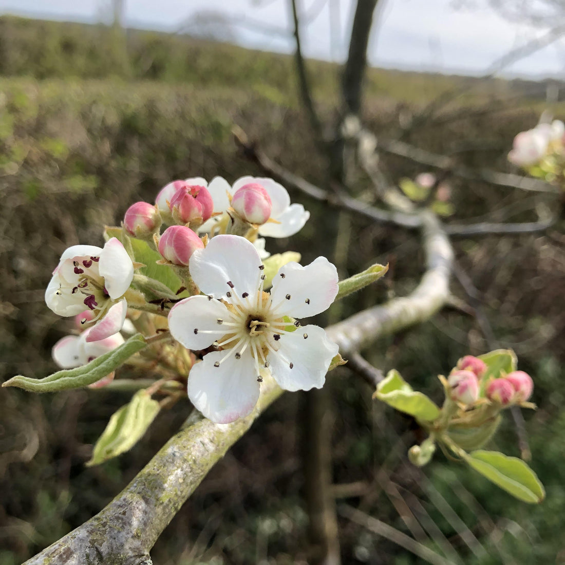 Perry Pears | Buy Heritage British Fruit Trees | Habitat Aid