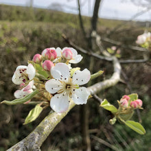 Load image into Gallery viewer, Perry Pear Trees