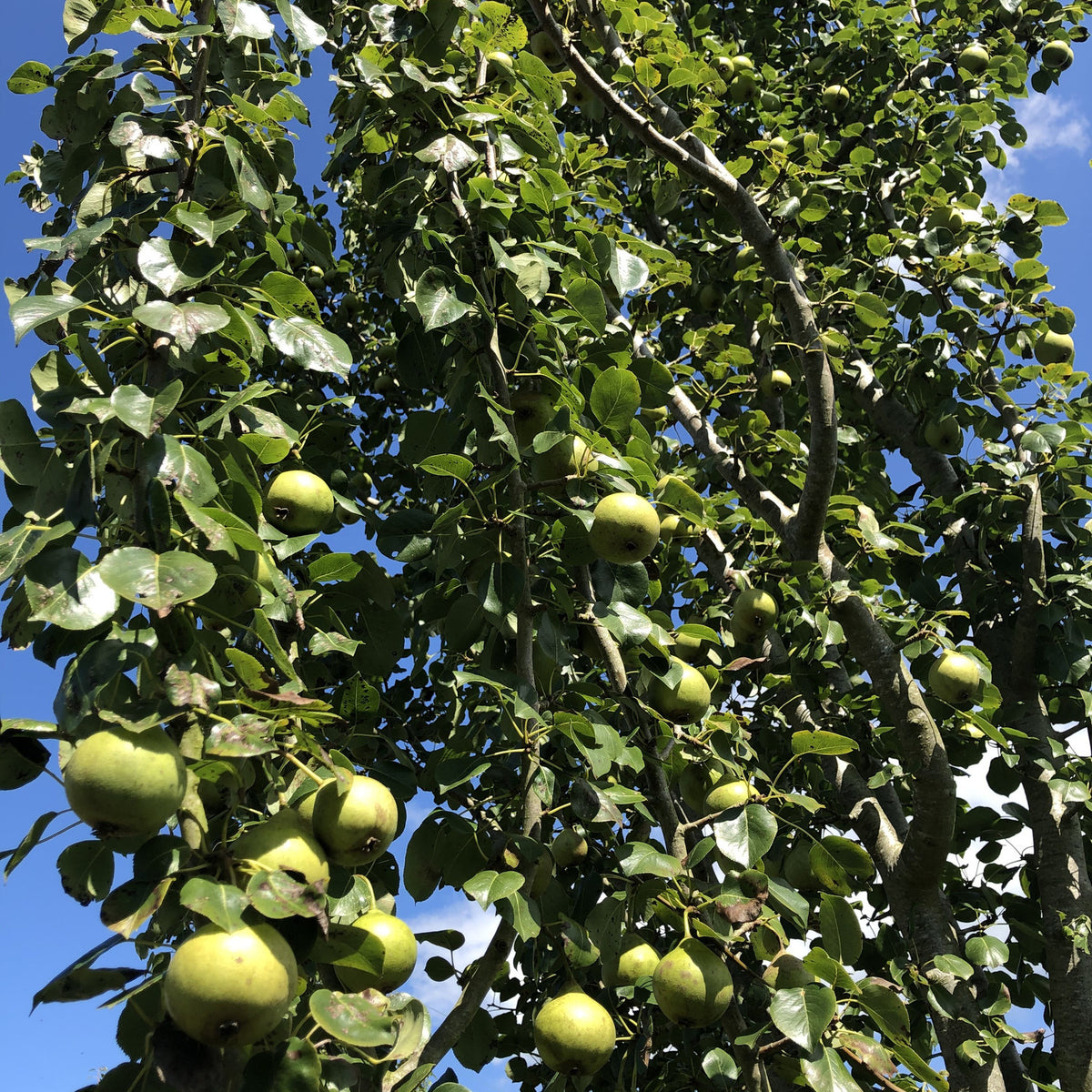 Perry Perry Fruit Perry Pears | Buy Heritage British Fruit Trees | Habitat Aid