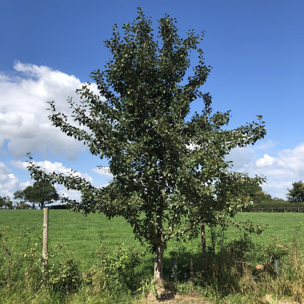 Perry Perry Fruit Perry Pears | Buy Heritage British Fruit Trees | Habitat Aid