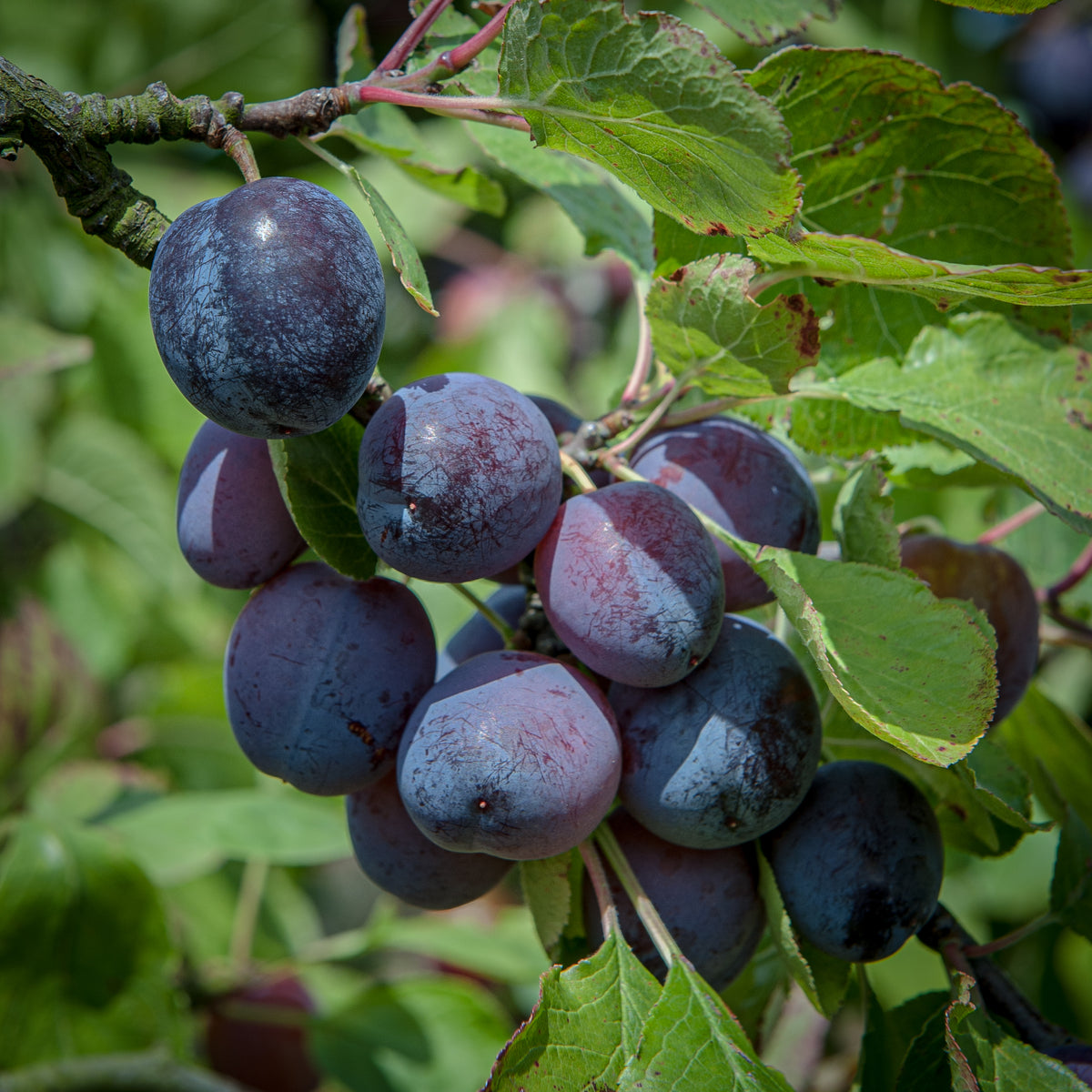 Rivers' Early Prolific | Buy Plum Trees Online | Habitat Aid