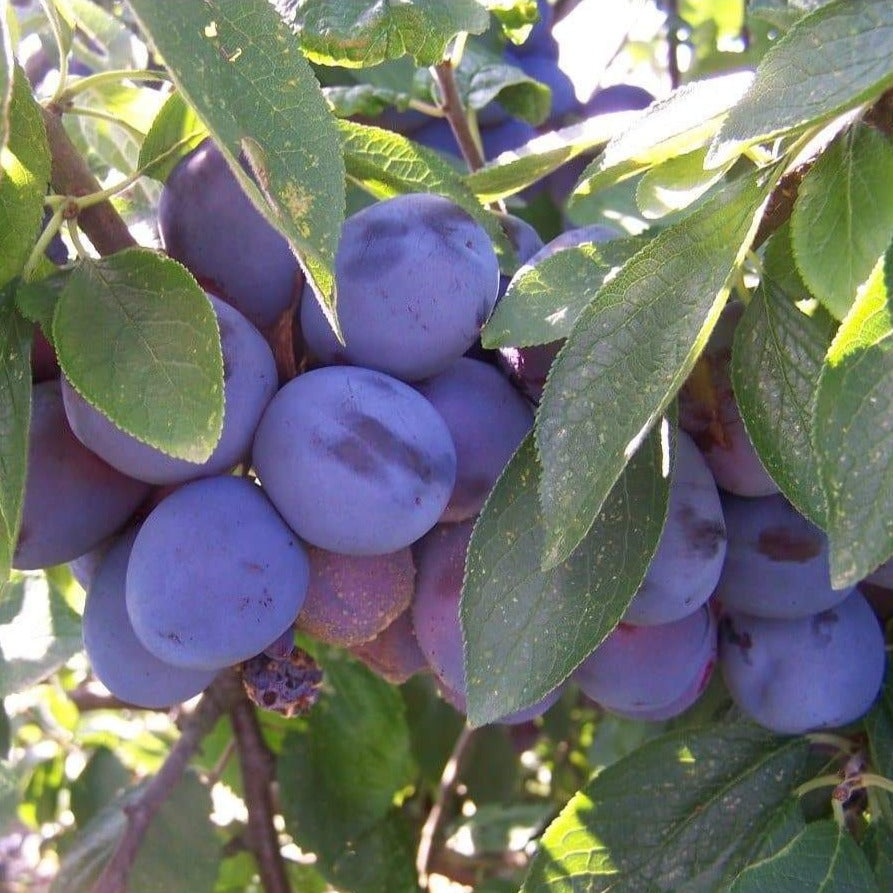 Plum tree - Laxton's Cropper