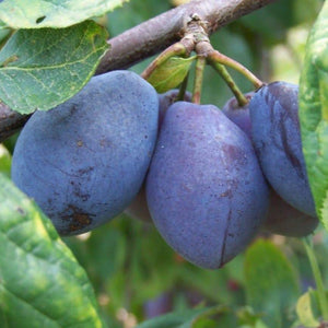 Plum tree - Purple Pershore