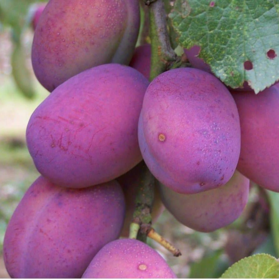 Victoria Plum Tree Buy Heritage Fruit Trees Habitat Aid