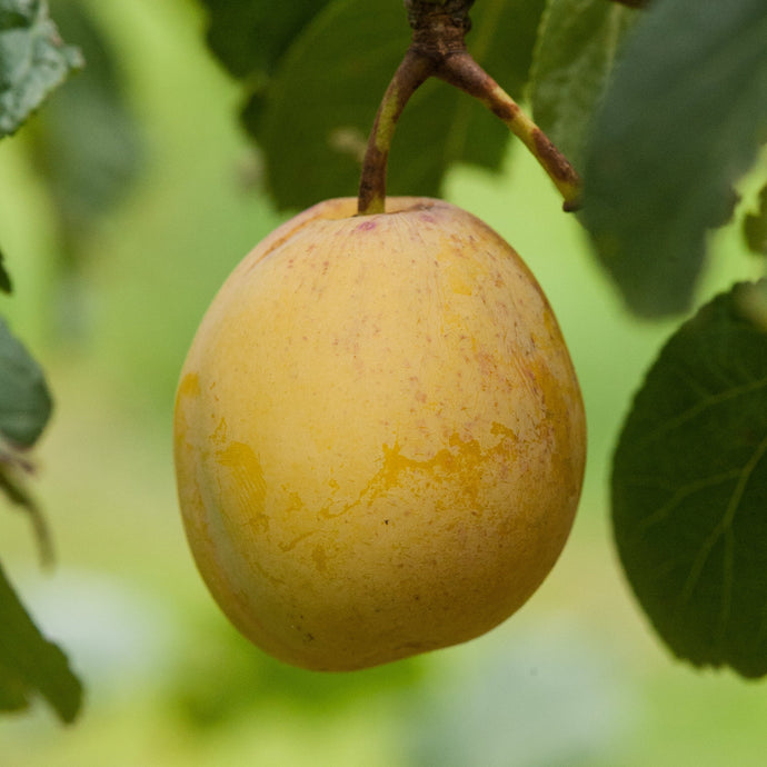 Warwickshire Drooper fruit