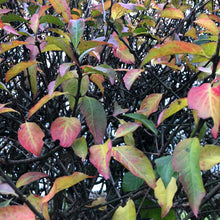 Load image into Gallery viewer, Wild privet autumn colours