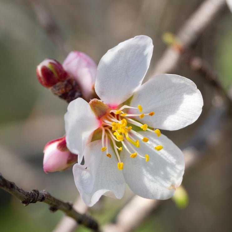 Almond, Prunus dulcis