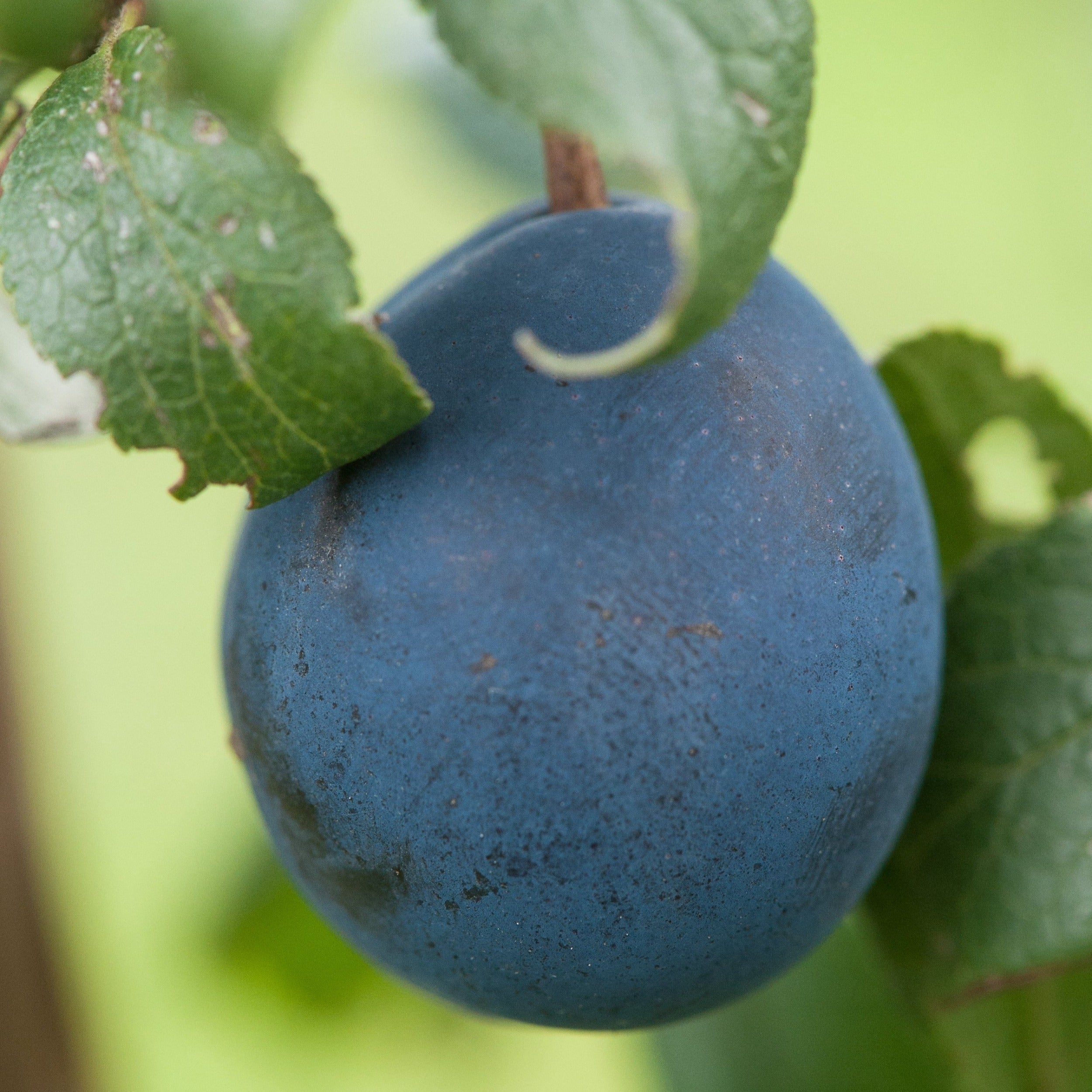 Bullace (Prunus insititia) | Buy British Fruit Trees | Habitat Aid