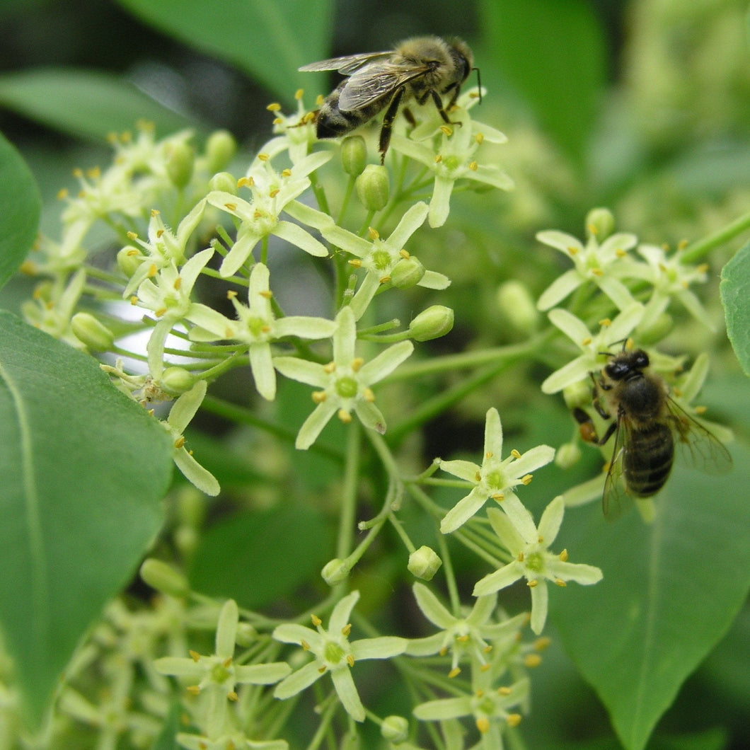 Ptelea trifoliata and honeybees