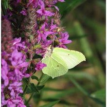 Load image into Gallery viewer, Pond Edge Seed Mix