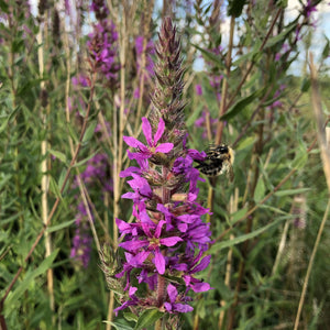 Purple loosestrife Lythrum salicaria