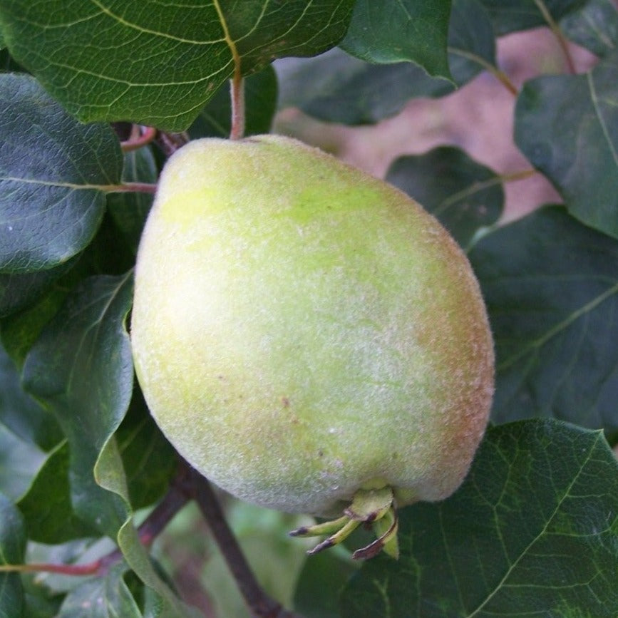 Quince tree - Pear shaped