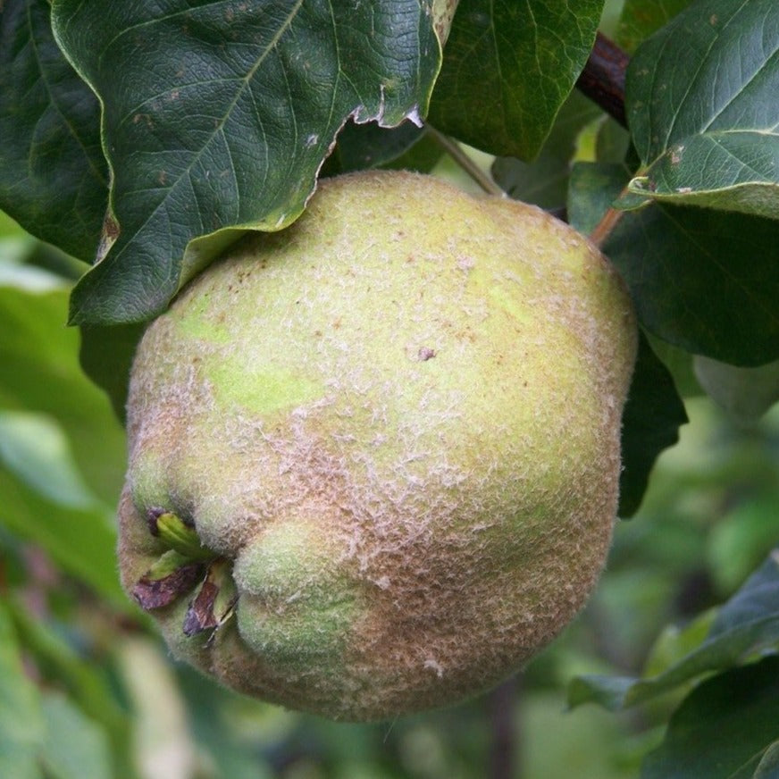 Quince tree - Portugal