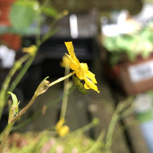 Wildlife Pond Plant Collection