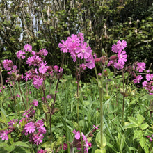 Load image into Gallery viewer, Red campion Silene dioica, Somerset hedgerow