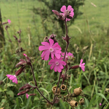 Load image into Gallery viewer, Red campion Silene dioica