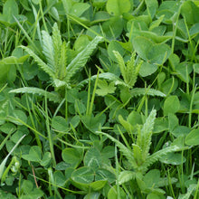 Load image into Gallery viewer, Rhinanthus minor seedlings