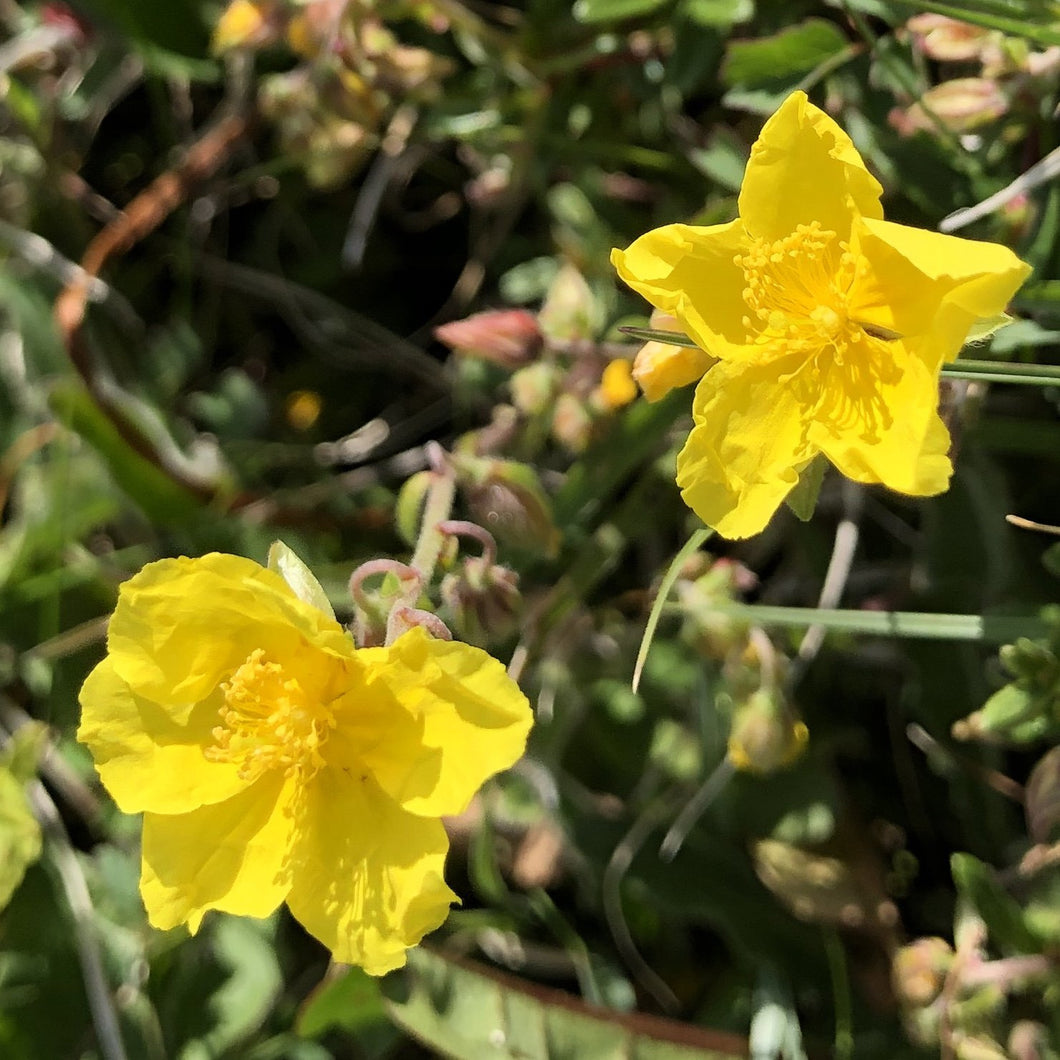 Wildflowers for gravel - Rock rose