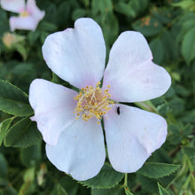 Load image into Gallery viewer, Dog rose, Rosa canina