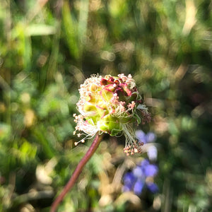 Salad burnet