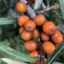 Load image into Gallery viewer, Sea-buckthorn berries