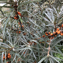 Load image into Gallery viewer, Sea-buckthorn