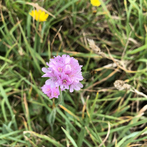 Coastal Meadow Seed Mix