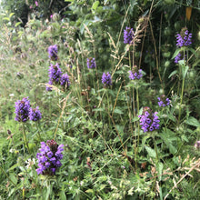 Load image into Gallery viewer, Hedgerow and Light Shade Wildflowers Only Mix