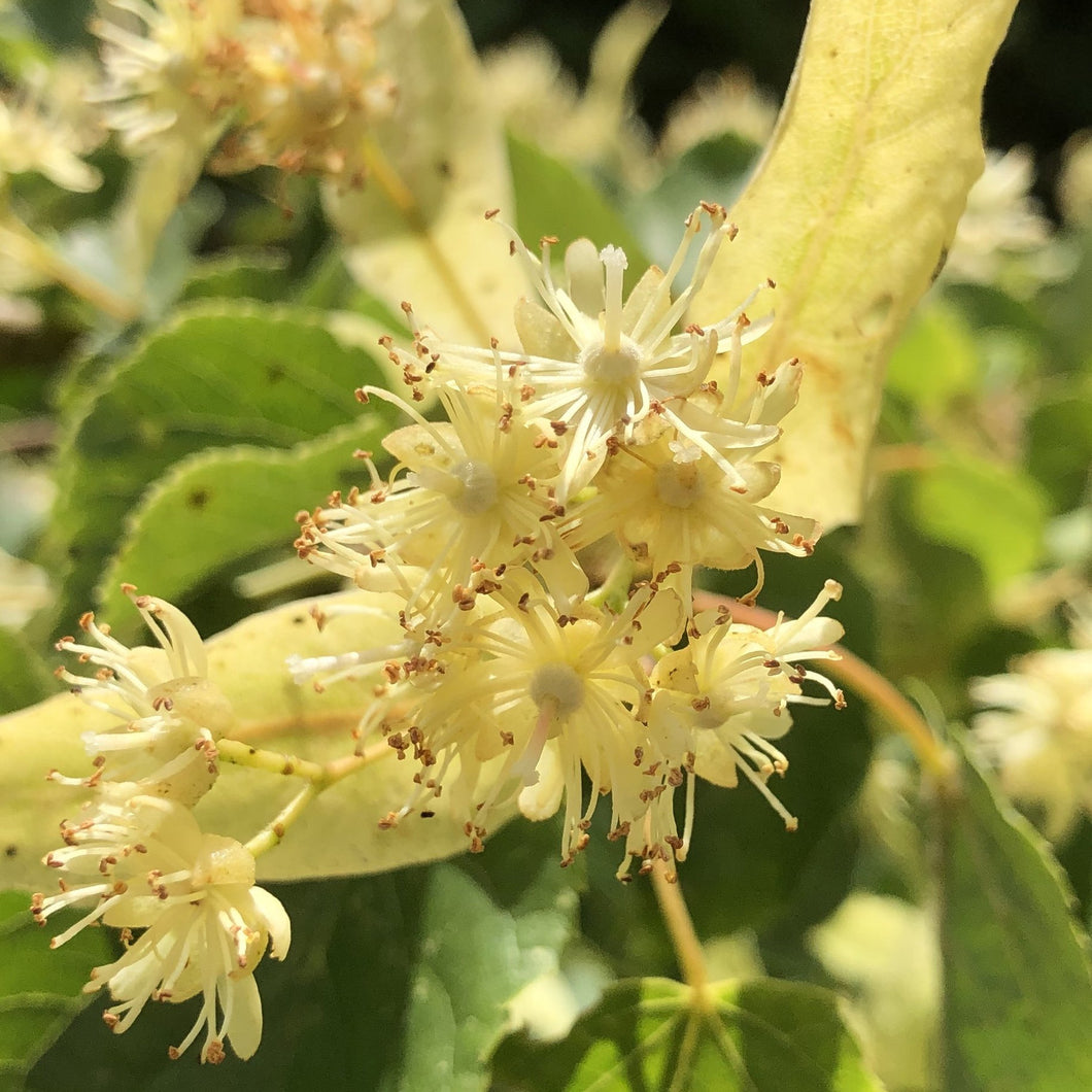 Small-leaved lime flowers