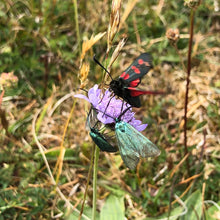 Load image into Gallery viewer, Small scabious