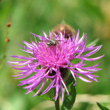 Load image into Gallery viewer, Hedgerow and Light Shade Wildflowers Only Mix