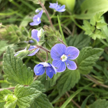 Load image into Gallery viewer, Coastal Meadow Seed Mix