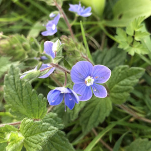 Coastal Meadow Seed Mix