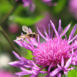 Coastal Meadow Seed Mix