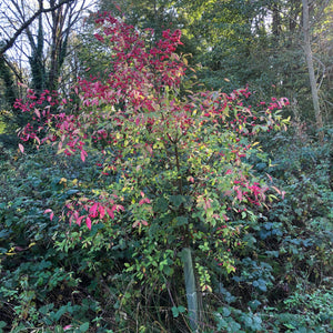Spindle, Euonymus europaeus