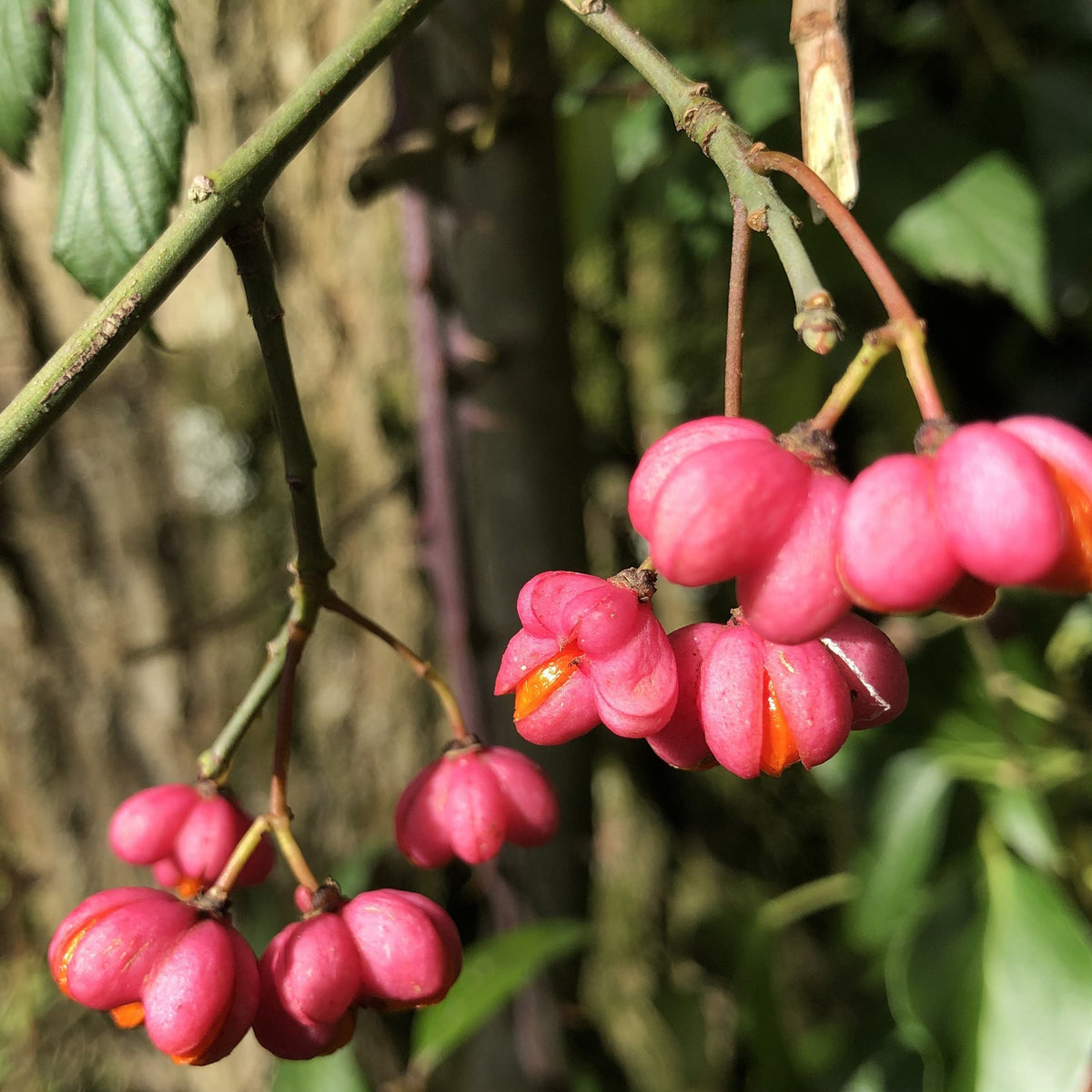 Spindleberry Spindle (Euonymus europaeus) | British Trees & Hedges | Habitat Aid