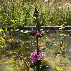 Stachys palustris, Marsh woundwort, in flower