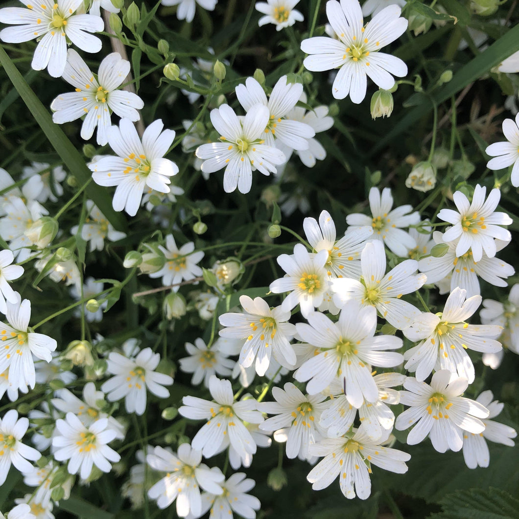 Wildflowers for acid soils