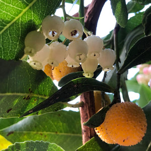 Arbutus unedo