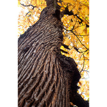 Load image into Gallery viewer, Sweet chestnut trunk