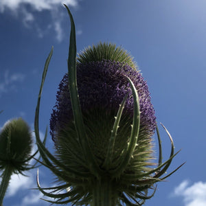 Teasel