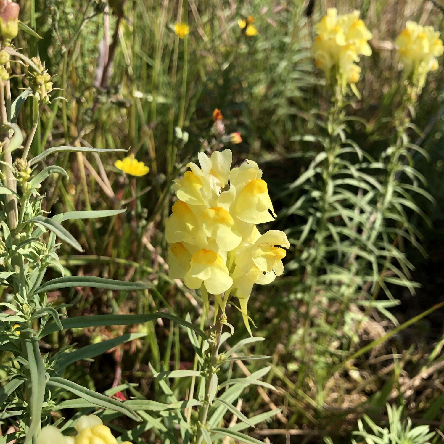 Toad Fls Toadflax (Linaria vulgaris) | British Wildflowers Shop | Habitat Aid