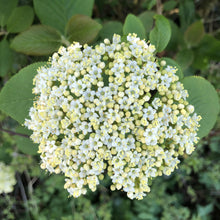 Load image into Gallery viewer, Virburnum lantana