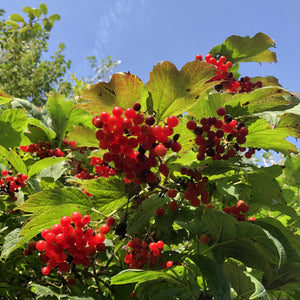 Viburnum opulus