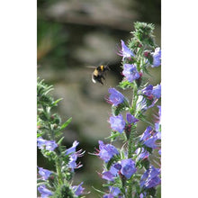 Load image into Gallery viewer, Viper&#39;s Bugloss (Echium vulgare)