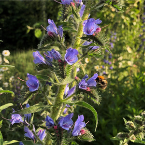 Coastal Meadow Seed Mix