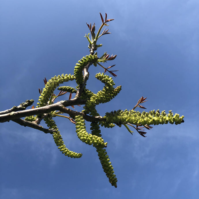 Flowering walnut