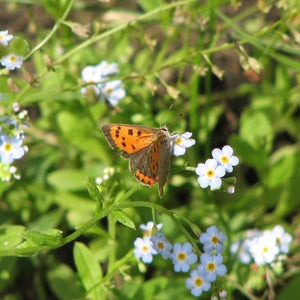 Wildlife Pond Plant Collection