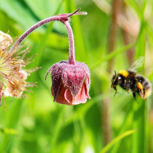Water avens, Geum rivale