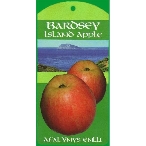 Apple Tree - Bardsey Island